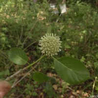 Mitragyna parvifolia (Roxb.) Korth.